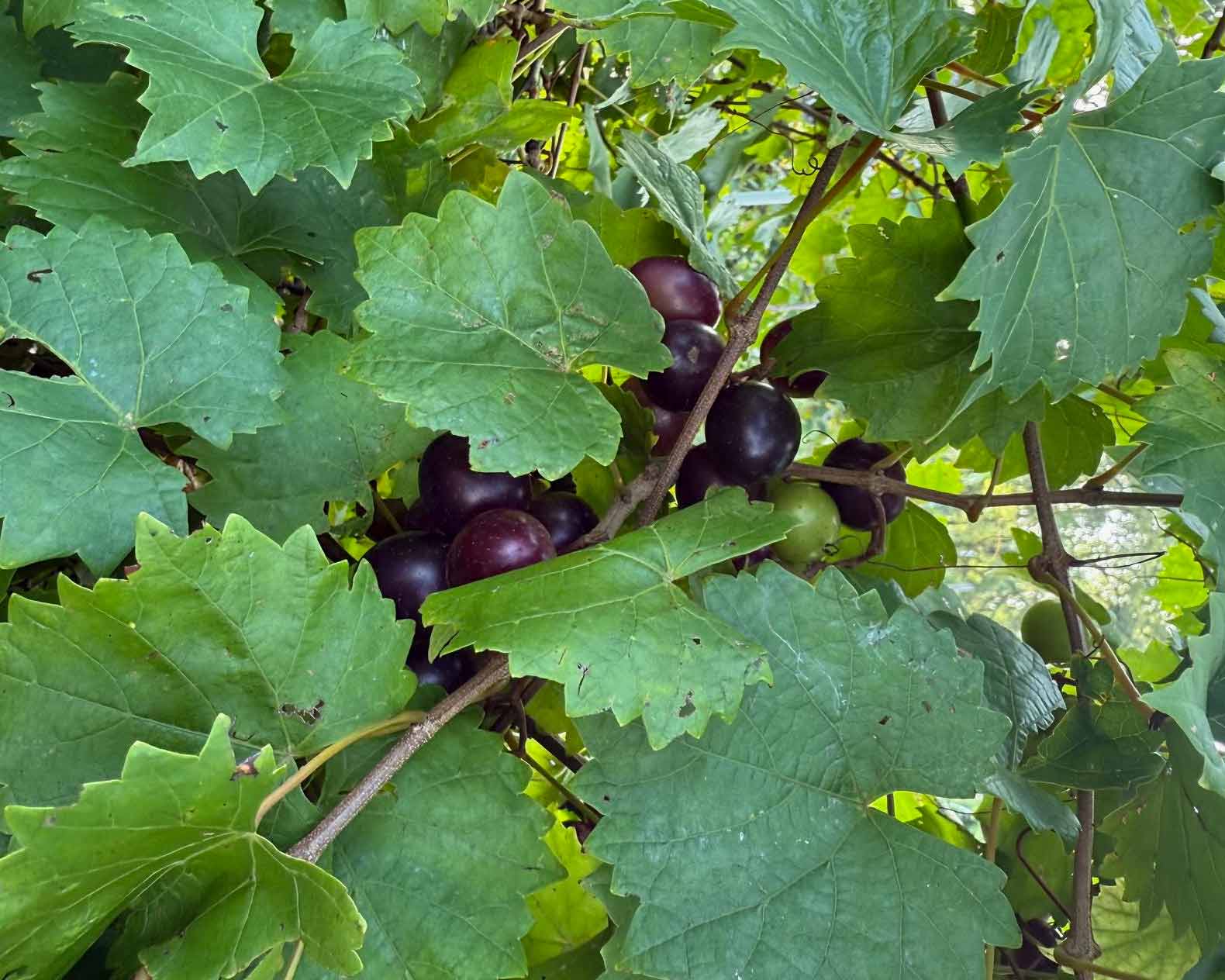 Featured image for “Muscadines Are Ready – One of Our Garden Favorites!”
